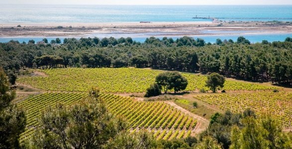 Between Land and Sea: Wine Tourism in Languedoc-Roussillon